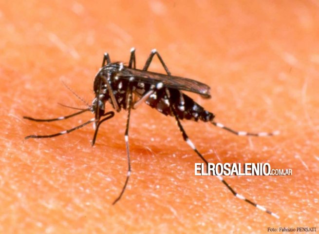 Se detectó el primer caso autóctono de dengue en Punta Alta